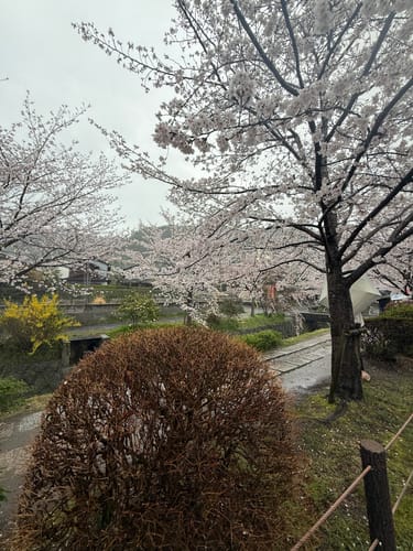 Customer's photo of the Philosopher’s Walk in Kyoto, showing the cherry blossoms that inspired them.