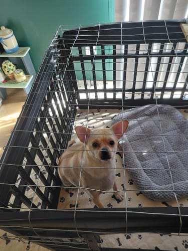 Reviewer's small dog standing on a Potty Buddy pad inside a black playpen.