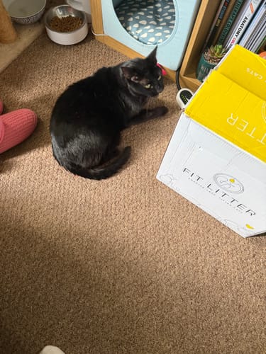 Customer photo review of 1 Month Supply – 3 Cat