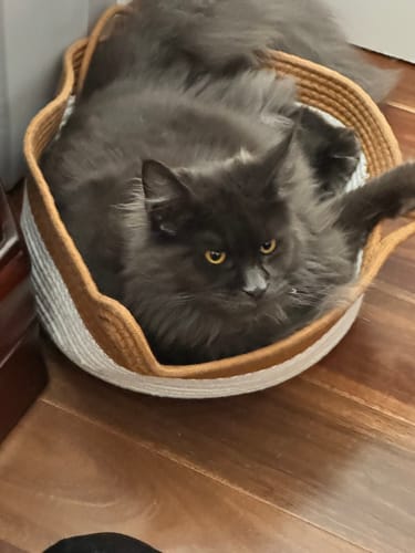Customer photo review of Instinct Basket | Meet the first research-backed natural territory for indoor cats