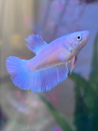 Reviewer's pink and light purple Female Betta Fish swimming in an aquarium, showing its nipped top fin.