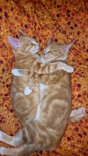 Customer photo review of 1 Month Supply – 2 Cat