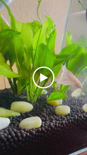 Customer video review of Super White Dumbo Ear Halfmoon Male Betta Fish