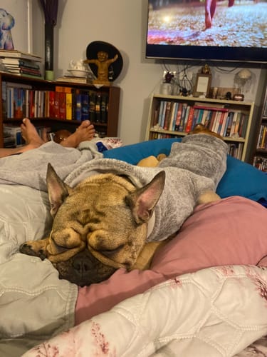 Customer's calm French bulldog sleeping peacefully on a bed, showing the effect of the PawLax Collar.