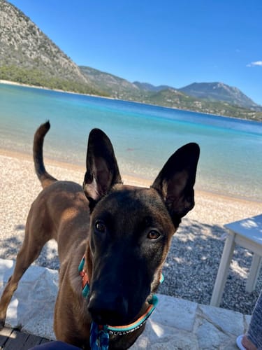 Customer photo review of 5cm Lighter Combat® Collar | With Handle Secure Clip - Turquoise x Orange