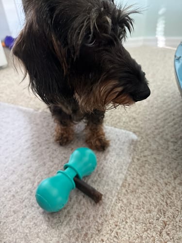 Customer photo review of 6" BEEF COLLAGEN