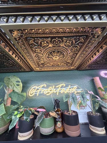 Reviewer's Houseplant Pest Spray on a shelf with several healthy houseplants.