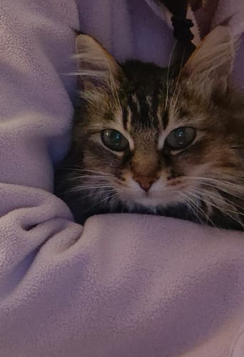 Le chat d'un client, un animal tigré à poil long, blotti dans une couverture violette.