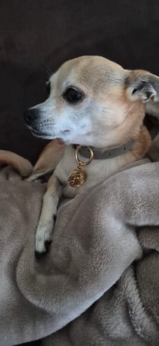 Een kleine hond van een klant draagt de vergulde ROLLEMAN® Huisdierenpenning aan zijn halsband.