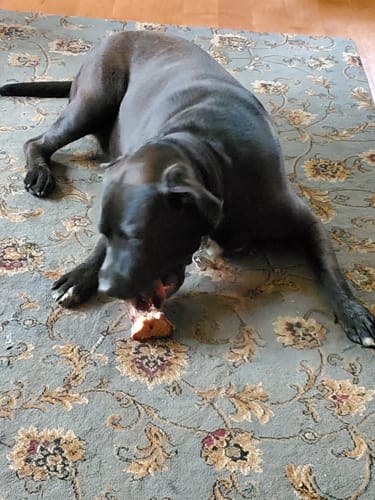 Customer's large, dark dog lying on a patterned rug while chewing on a Smoked Beef Marrow Bone.