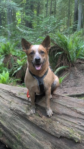 Customer's dog wearing the black Line Harness 5.0 while sitting on a log in the forest.