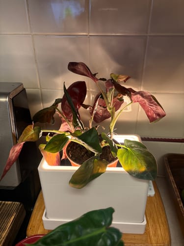 Customer photo review of Retro Table LED Planter - Zen Sage