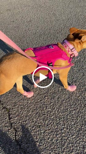 Customer video review of WagWellies® Mojave