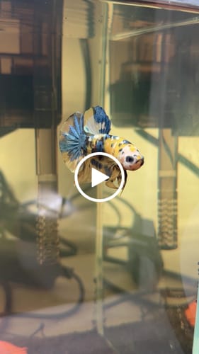 Customer video review of Koi Yellow Galaxy Male Plakat Betta Fish | High Grade | Mystery Betta