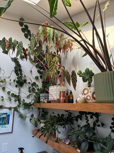 Reviewer's lush, thriving houseplants on wooden shelves with the dropper bottles of Plant Food.