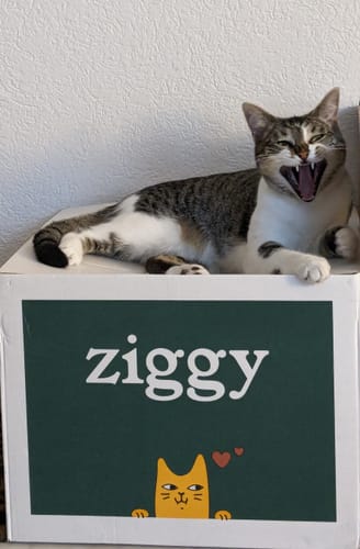 Le chat d'un client bâille, allongé sur la boîte verte des croquettes pour chat Ziggy.