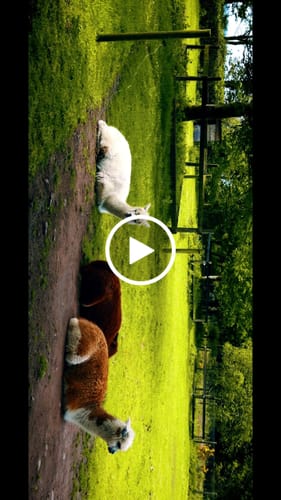 Customer video review of iPhone Apple Log LUTs