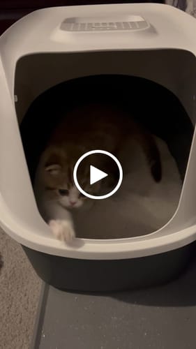 Customer video review of 3 Month Supply - 1 Cat
