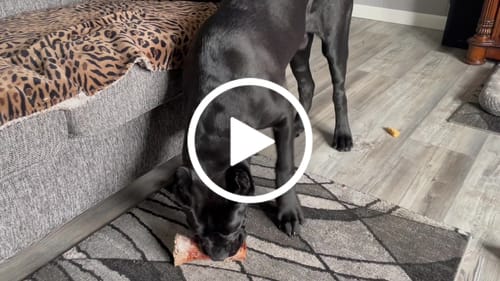 Customer video review of Smoked Beef Marrow Bone