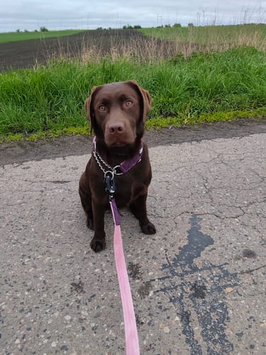 Customer photo review of Półzaciskowa obroża i smycz – Martingale Chain Set Sliwkowa