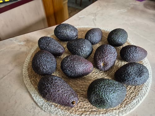Ein Kunde zeigt seine Lieferung von dunklen, reifen Mini-Hass-Avocados auf einem geflochtenen Untersetzer.