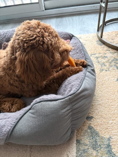 Customer's fluffy dog chewing an orange Long-Lasting Yak Chew while lying in its bed.