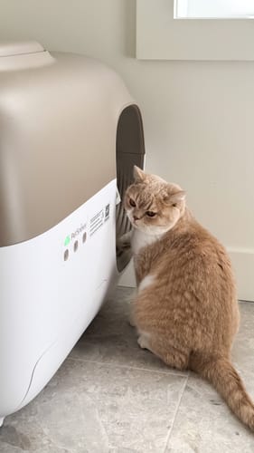 Customer photo review of Self-Cleaning Litter Box