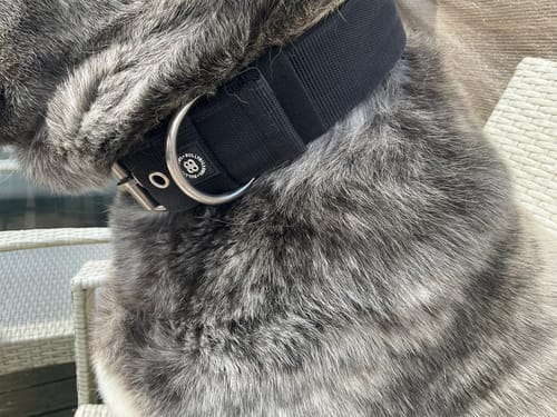 Close-up of a customer's dog wearing the wide, black 5cm Pin Buckle Collar.