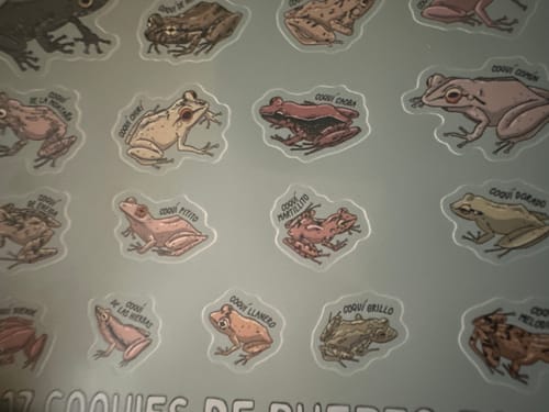 Close-up of a customer's sticker sheet featuring various illustrated frog designs with clean, precise cuts.