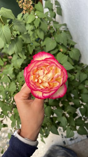Customer photo review of Pezoneras Círculos sin Adhesivo