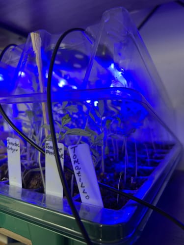 Customer photo review of Seed Starter Kit