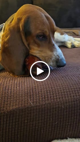 Customer video review of Smoked Beef Marrow Bone