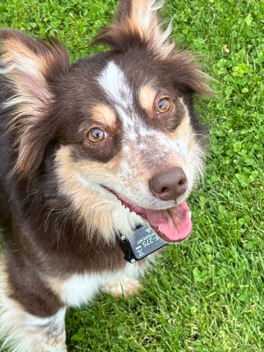 Customer's Australian Shepherd from a PawLax Collar review, looking up from the grass.