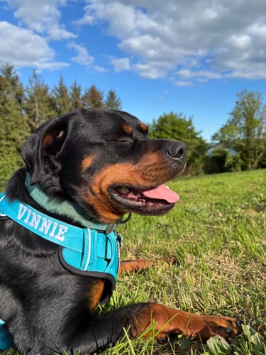 Customer photo review of Comfort Premium Harness | Non Restrictive - Light Blue