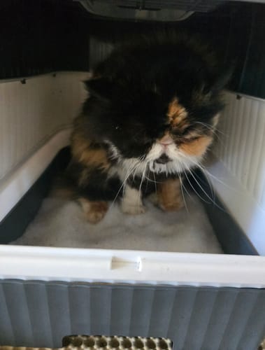 Customer photo review of Fit Litter