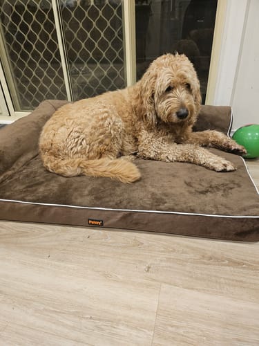 Customer's fluffy dog relaxing on the brown L-shaped Orthopedic Dog Bed in a living space.