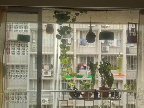 Customer photo review of TryGreen- Nest Bird House Eco-Friendly (Set of 2)