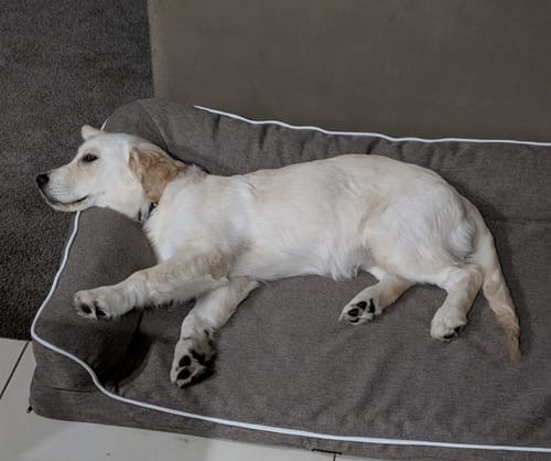 Customer's Golden Retriever puppy stretched out comfortably on the grey Orthopedic Pet Bed, resting its head on the bolster.