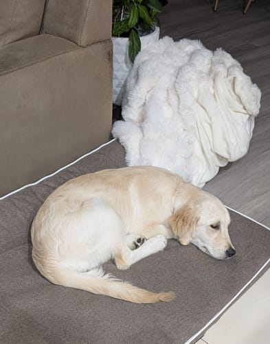Reviewer's Golden Retriever puppy curled up sleeping on the flat grey mattress of the Orthopedic Pet Bed.