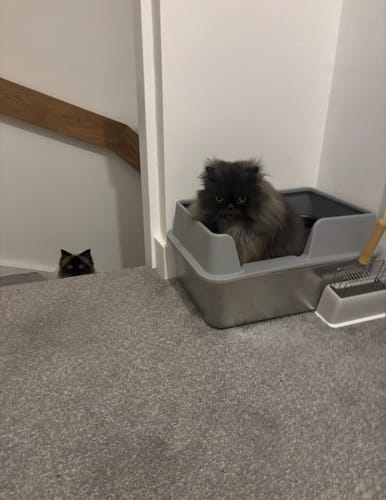 Customer photo review of 1 Month Supply – 3 Cat