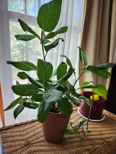 Customer's healthy houseplant with lush leaves after using the pest spray to treat fungus gnats.