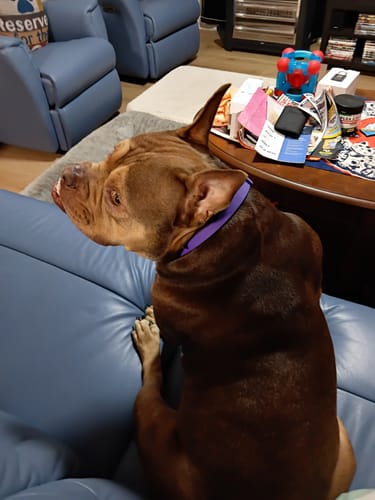 Customer's brown dog wearing the purple PawLax Collar while sitting on a blue couch.