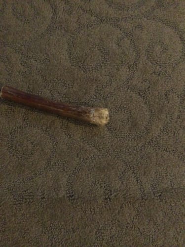 Customer photo review of 6" THIN BULLY STICKS