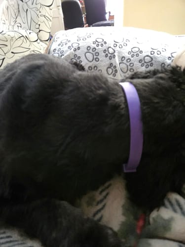 Close-up: Customer's black dog wearing the purple PawLax Collar while resting on a paw-print blanket.