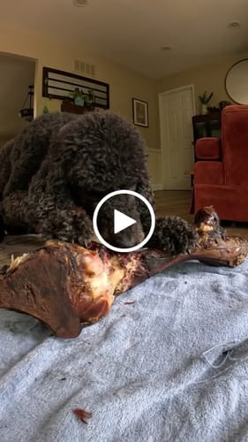 Customer video review of Smoked Dinosaur Bones