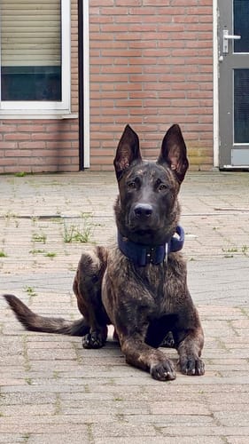 Customer photo review of 5cm Tweed Combat® Collar | With Handle & Secure Clip - Midnight Blue