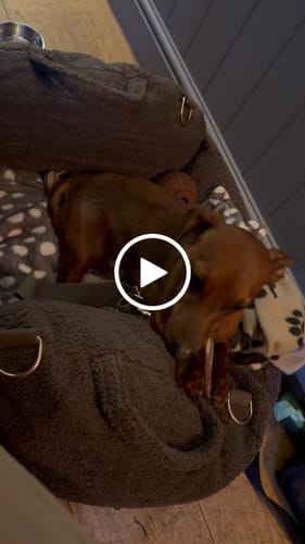 Customer video review of Chocolate | The Cosy Car Seat