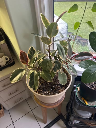 A reviewer's healthy variegated plant on a stool, showing the results of the Plant Food.