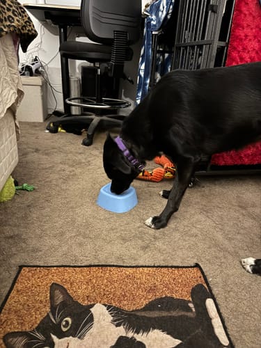 Reviewer's black dog eating from the light blue Enrichment Bowl on a carpeted floor.
