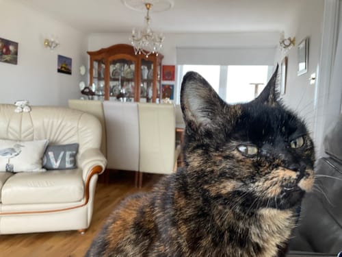 Customer photo review of 3 Month Supply - 1 Cat